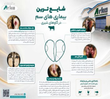 گامی به سوی سلامت و بهره‌وری: واکاوی بیماری‌های شایع سم در گاوهای شیری